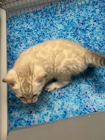 Bengal – Bengal Kittens
