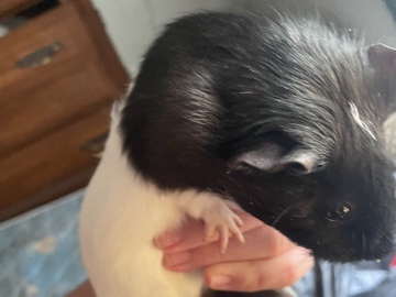 Guinea Pig – two Guinea pigs – Peoria