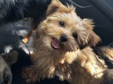 Yorkshire Terrier – Yorkie – Lawrence