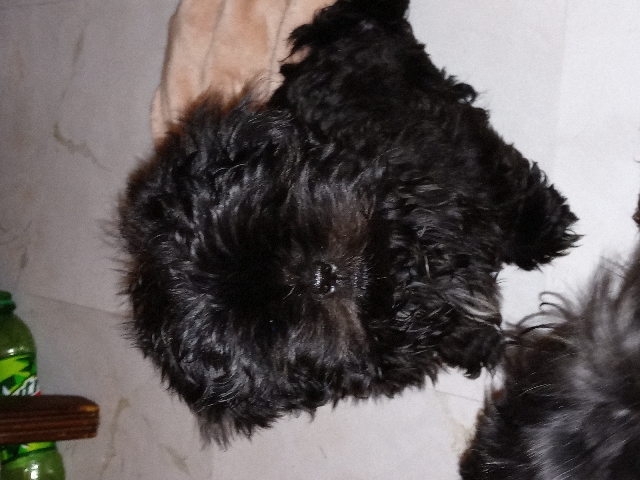 Shih Tzu – 3 male shih tuz puppies needs new home