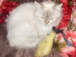 Persian (Traditional) – قطط شيرازي – صامطة