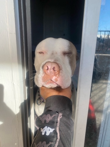 American Pit Bull Terrier – Can’t take care of this dog he has to go immediat