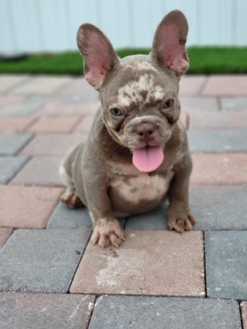 French Bulldog β Look for Forever home π π