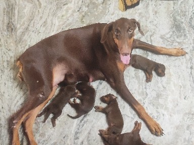 Doberman Pinscher – Doberman puppies for sale – Pallippadai