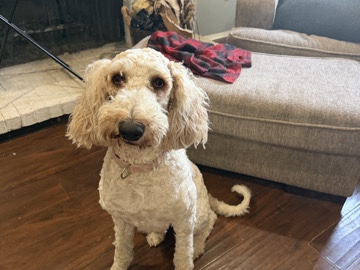 Goldendoodle – Bella – Arlington