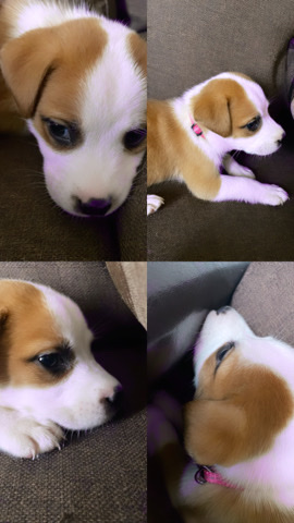 American Pit Bull Terrier – pit/lab puppy