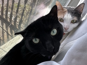 American Shorthair – 2 cats need a loving home – Rome