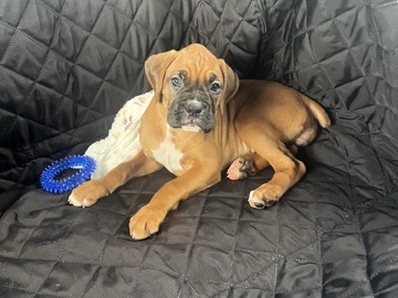 Boxer – please…needs a good home – Whitehouse Station