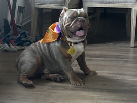 Olde English Bulldogge – English bulldog – Burleson