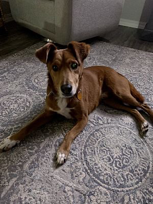 Sweet Dog Looking for Quiet Home