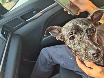 🐾 URGENT — Sweet Rescue Pup Needs a Home 🐾