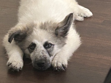 Pomsky – pomsky – Port Arthur