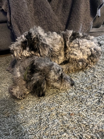 Male and Female Aussiedoodles