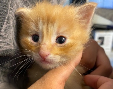 rehoming kitten