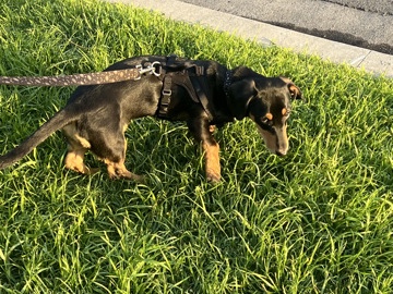 Dachshund – Golden Retriever/Dachsund Mix – Anaheim