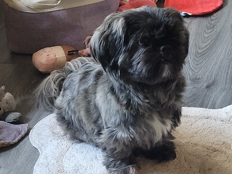 Shih Tzu – shih tzu – Royal Leamington Spa