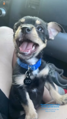 Australian Terrier – rehoming terrier mix