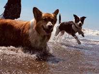 Pembroke Welsh Corgi – Elvis & Aretha – Berkeley