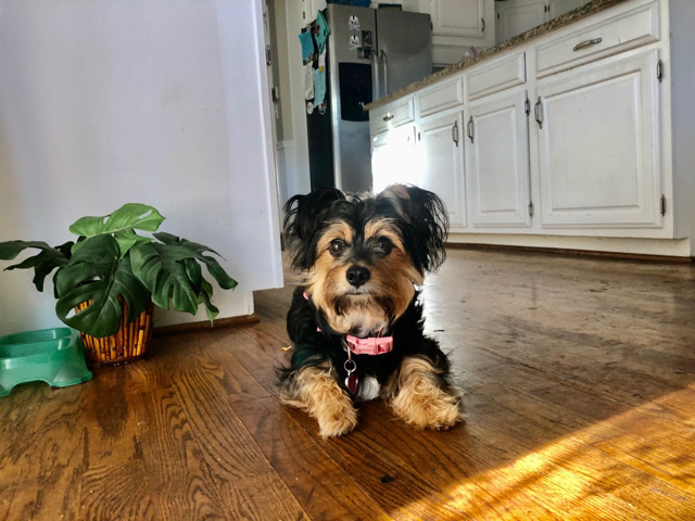 Yorkshire Terrier – Yorkshire Terrier