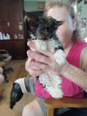 Yorkshire Terrier – AVA APRI PARTI YORKIE PUP – Powhattan