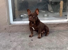 French Bulldog – French bulldog