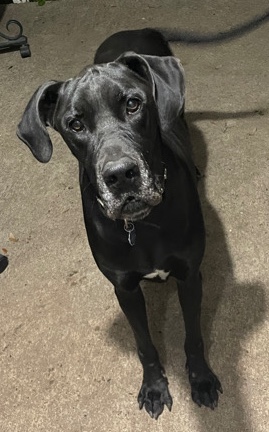 Great Dane – Great Dane