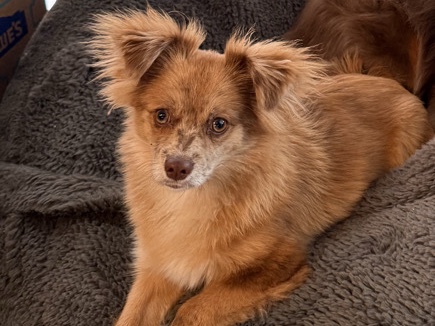 Pomeranian – Pomeranian Shih Tzu Mix – Pearland