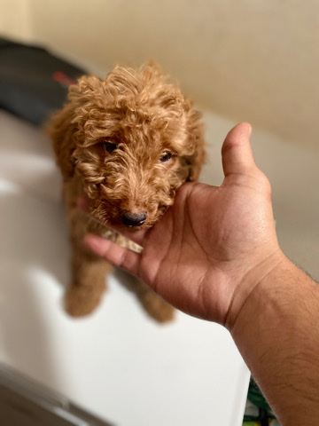 Poodle – miniature poodle