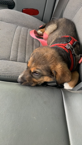 German Shepherd – German shepherd St. Bernard mix