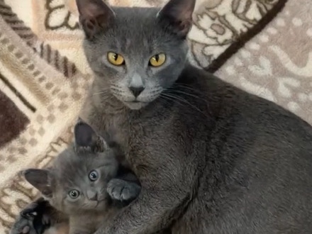 Russian Blue – shorthair grey kitten – New Westminster