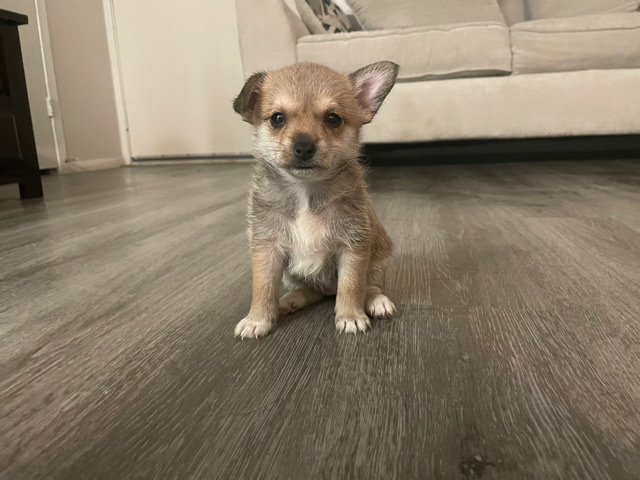Chihuahua – a dog that needs a home and to be given love