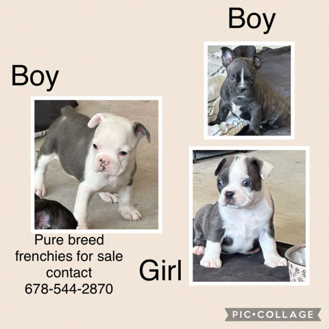 French Bulldog โ Pure bred French Bulldog puppies