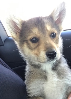 Siberian Husky – Very sweet little dog 💙