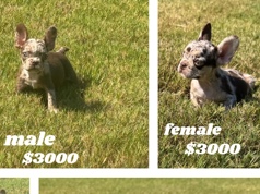 French Bulldog – Exquisite Frechies LLC – Conyers