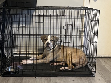 Staffordshire Bull Terrier – Friendly Staffordshire Bull Terrier – 9 Months Old – Toronto – Toronto
