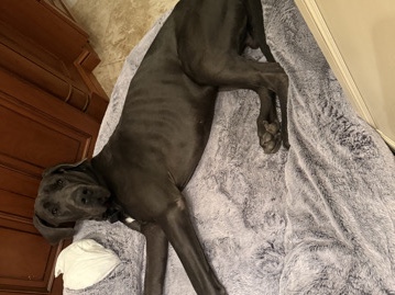 Great Dane – great dane – Naples