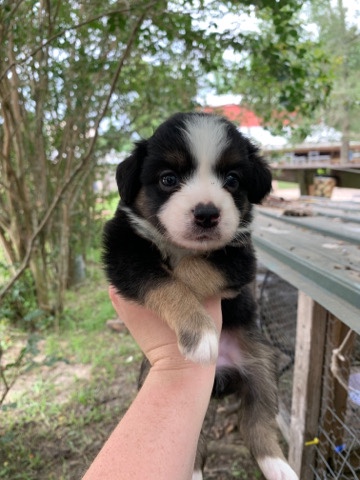 mini aussies
