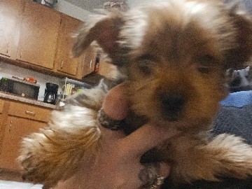Morkie – 11week old morkies – Indianapolis