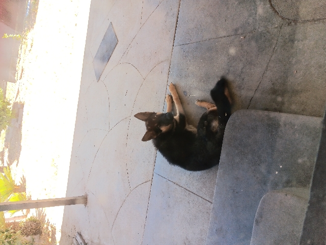 German Shepherd – puppy needs a home