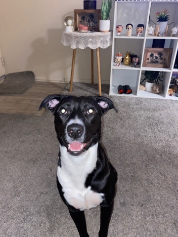 Labrador Retriever – free lab mix