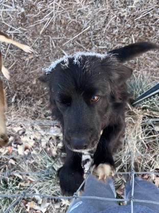 Border Collie – shorty