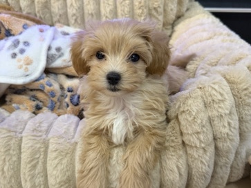 Maltipoo – Maltipoo Hündin Welpe – Vienna