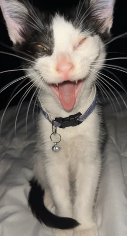American Shorthair – Short Haired Teen Cat