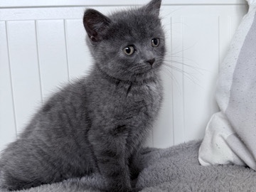 Russian Blue Boy and Girl