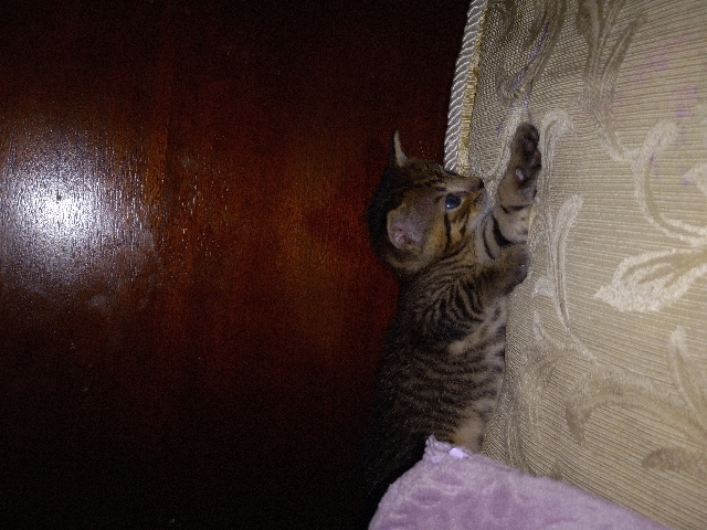 kitty