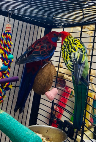 Amazon Parrot – 2 rosella parrots for sale (cage not included)