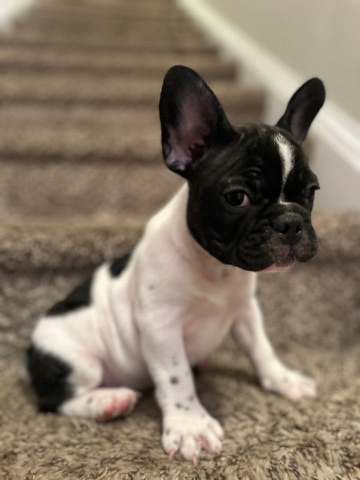 French Bulldog – Frenchies