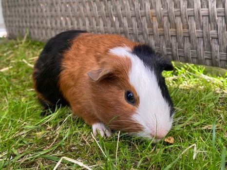 guineapogs