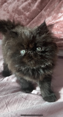 Persian (Traditional) – Stunning rare Himalayan kittens