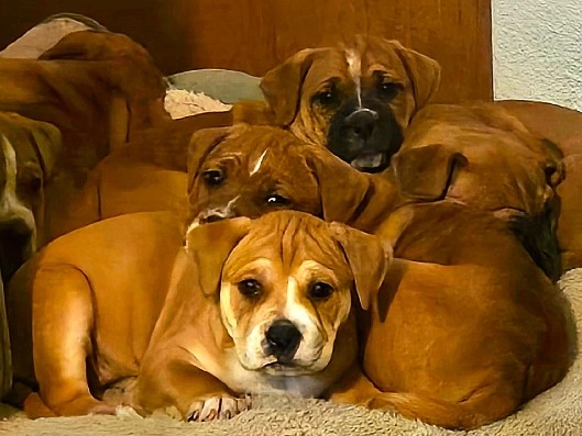 Healer Bully Puppies – Meridian